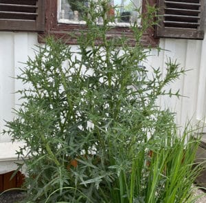 Gewöhnliche Kratzdistel (Cirsium vulgare) Saatgut – Bild 4