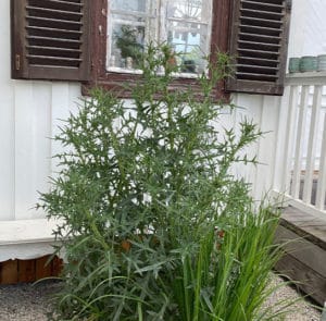Gewöhnliche Kratzdistel (Cirsium vulgare) Saatgut – Bild 3