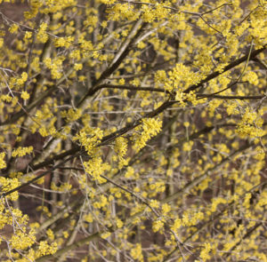 Cornus mas 'Schönbrunner Gourmet Dirndl' - Kornelkirsche, Dirndlstrauch, reichtragende Fruchtsorte – Bild 5