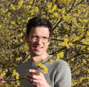 Cornus mas 'Schönbrunner Gourmet Dirndl' - Kornelkirsche, Dirndlstrauch, reichtragende Fruchtsorte – Bild 9