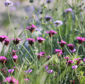 Dianthus carthusianorum - Kartäusernelke – Bild 3