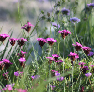 Dianthus carthusianorum - Kartäusernelke – Bild 14