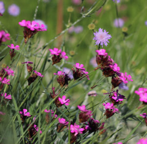 Dianthus carthusianorum - Kartäusernelke – Bild 10