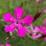 Dianthus deltoides - Heidenelke
