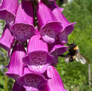 Roter Fingerhut (Digitalis purpurea) Saatgut – Bild 5