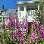 Roter Fingerhut (Digitalis purpurea) Saatgut