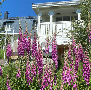 Roter Fingerhut (Digitalis purpurea) Saatgut
