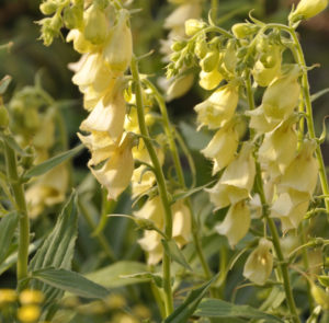 Großblütiger Fingerhut (Digitalis grandiflora) Saatgut – Bild 5