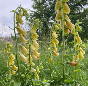 Großblütiger Fingerhut (Digitalis grandiflora) Saatgut – Bild 3