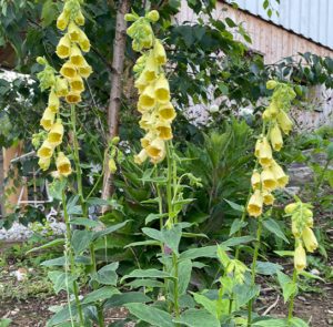 Digitalis grandiflora - Großblütiger Fingerhut – Bild 6