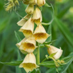 Digitalis grandiflora - Großblütiger Fingerhut