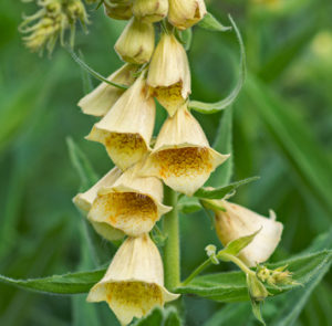 Großblütiger Fingerhut (Digitalis grandiflora) Saatgut