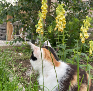 Großblütiger Fingerhut (Digitalis grandiflora) Saatgut – Bild 8