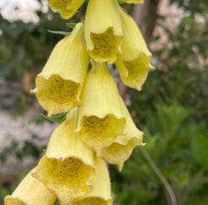 Digitalis grandiflora - Großblütiger Fingerhut – Bild 5
