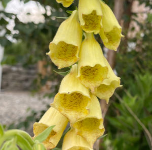 Großblütiger Fingerhut (Digitalis grandiflora) Saatgut – Bild 7