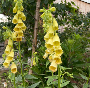 Großblütiger Fingerhut (Digitalis grandiflora) Saatgut – Bild 6