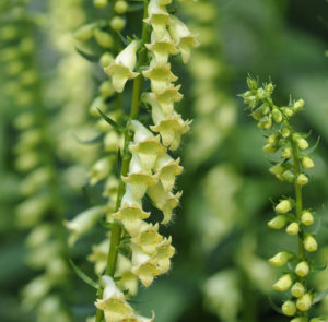 Digitalis grandiflora - Großblütiger Fingerhut – Bild 2