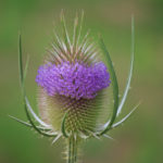Dipsacus fullonum - Wilde Karde