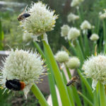 Allium fistulosum - Frühlingszwiebel, Winterzwiebel