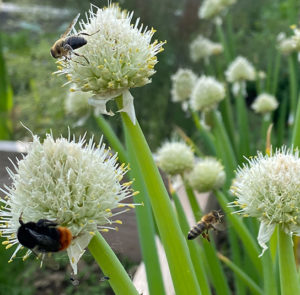 Frühlingszwiebel (Allium fistulosum) Saatgut – Bild 2