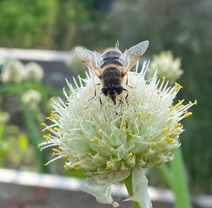 Frühlingszwiebel (Allium fistulosum) Saatgut – Bild 3