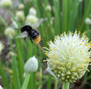 Frühlingszwiebel (Allium fistulosum) Saatgut – Bild 4