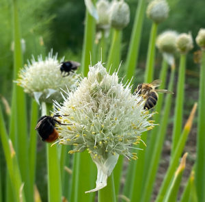 Frühlingszwiebel (Allium fistulosum) Saatgut – Bild 5