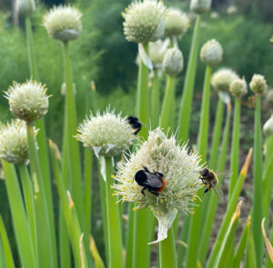 Frühlingszwiebel (Allium fistulosum) Saatgut – Bild 6