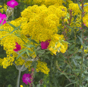 Echtes Labkraut (Galium verum) Saatgut – Bild 2