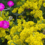 Echtes Labkraut (Galium verum) Saatgut