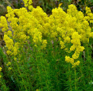 Echtes Labkraut (Galium verum) Saatgut – Bild 4
