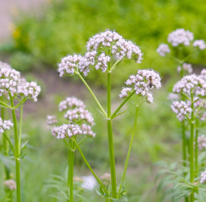 Valeriana officinalis - Baldrian – Bild 2