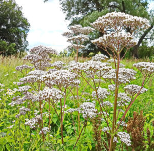 Valeriana officinalis - Baldrian – Bild 3