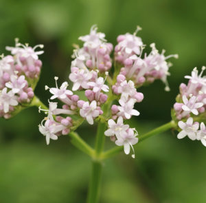 Valeriana officinalis - Baldrian