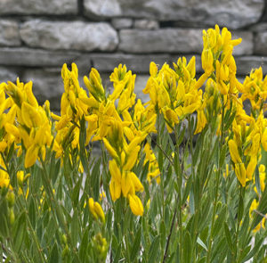 Genista tinctoria - Färber-Ginster – Bild 3