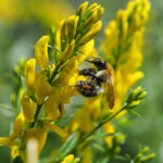 Genista tinctoria - Färber-Ginster