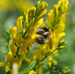 Genista tinctoria - Färber-Ginster