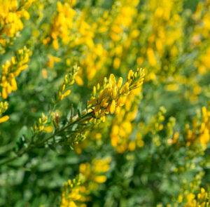 Genista tinctoria - Färber-Ginster – Bild 2
