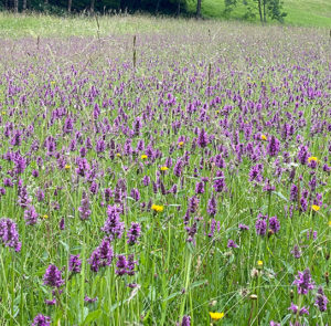 Heilziest (Betonica officinalis) Saatgut – Bild 3