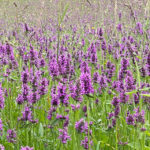 Betonica officinalis - Heilziest
