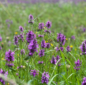 Heilziest (Betonica officinalis) Saatgut – Bild 4