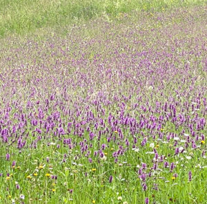 Heilziest (Betonica officinalis) Saatgut – Bild 6
