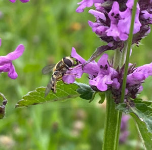 Heilziest (Betonica officinalis) Saatgut – Bild 5