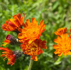 Hieracium aurantiacum - Orangerotes Habichtskraut