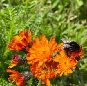 Hieracium aurantiacum - Orangerotes Habichtskraut – Bild 2