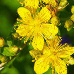Hypericum perforatum - Echtes Johanniskraut