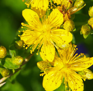 Hypericum perforatum - Echtes Johanniskraut