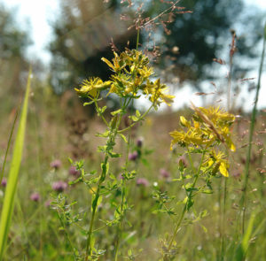 Hypericum perforatum - Echtes Johanniskraut – Bild 2