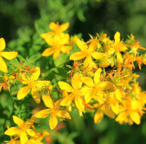 Hypericum perforatum - Echtes Johanniskraut – Bild 3