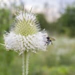 Dipsacus 'Alba' - Weißblühende Wilde Karde